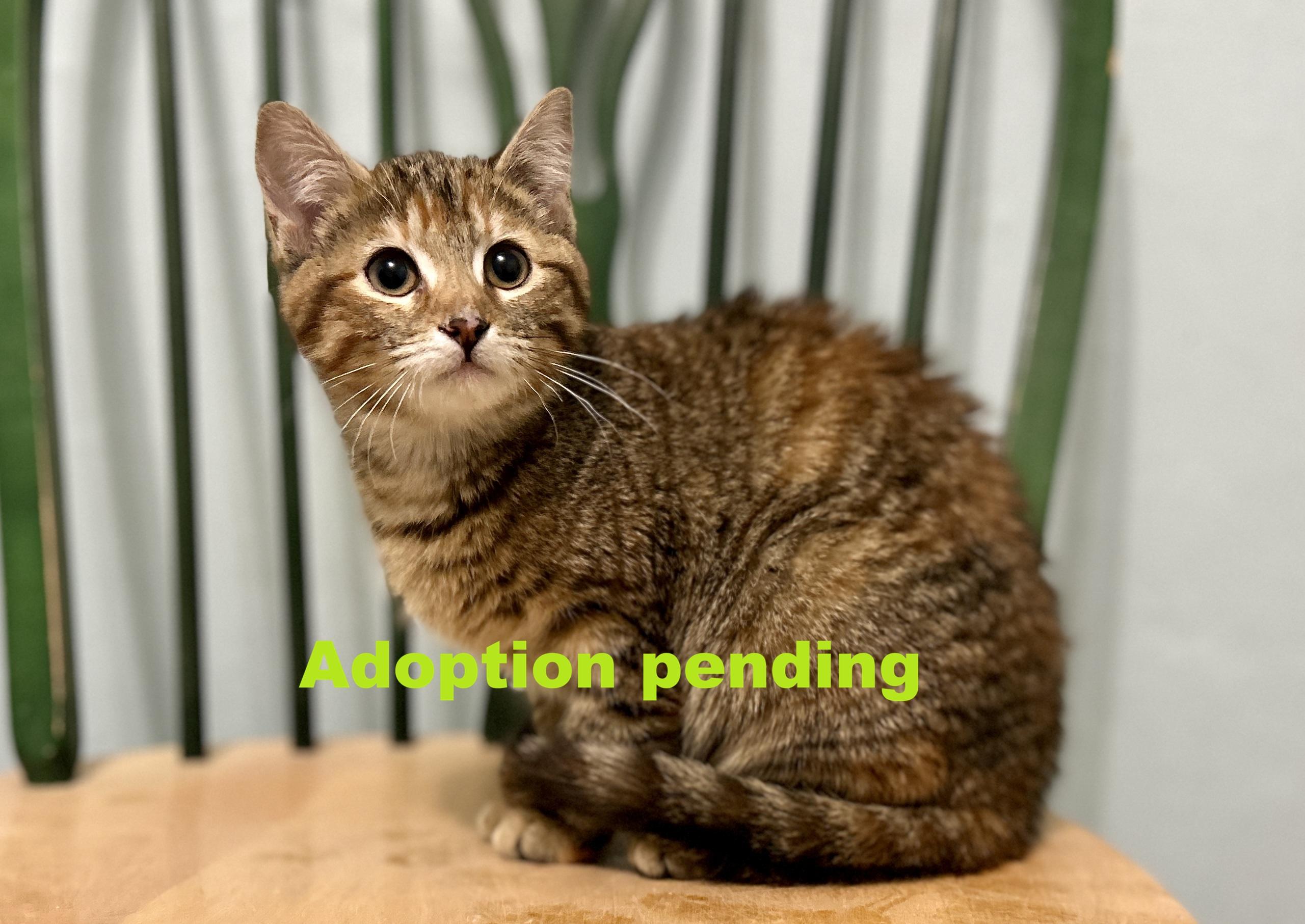 Georgie, ADOPTABLE, Kitten Female Domestic Short Hair.