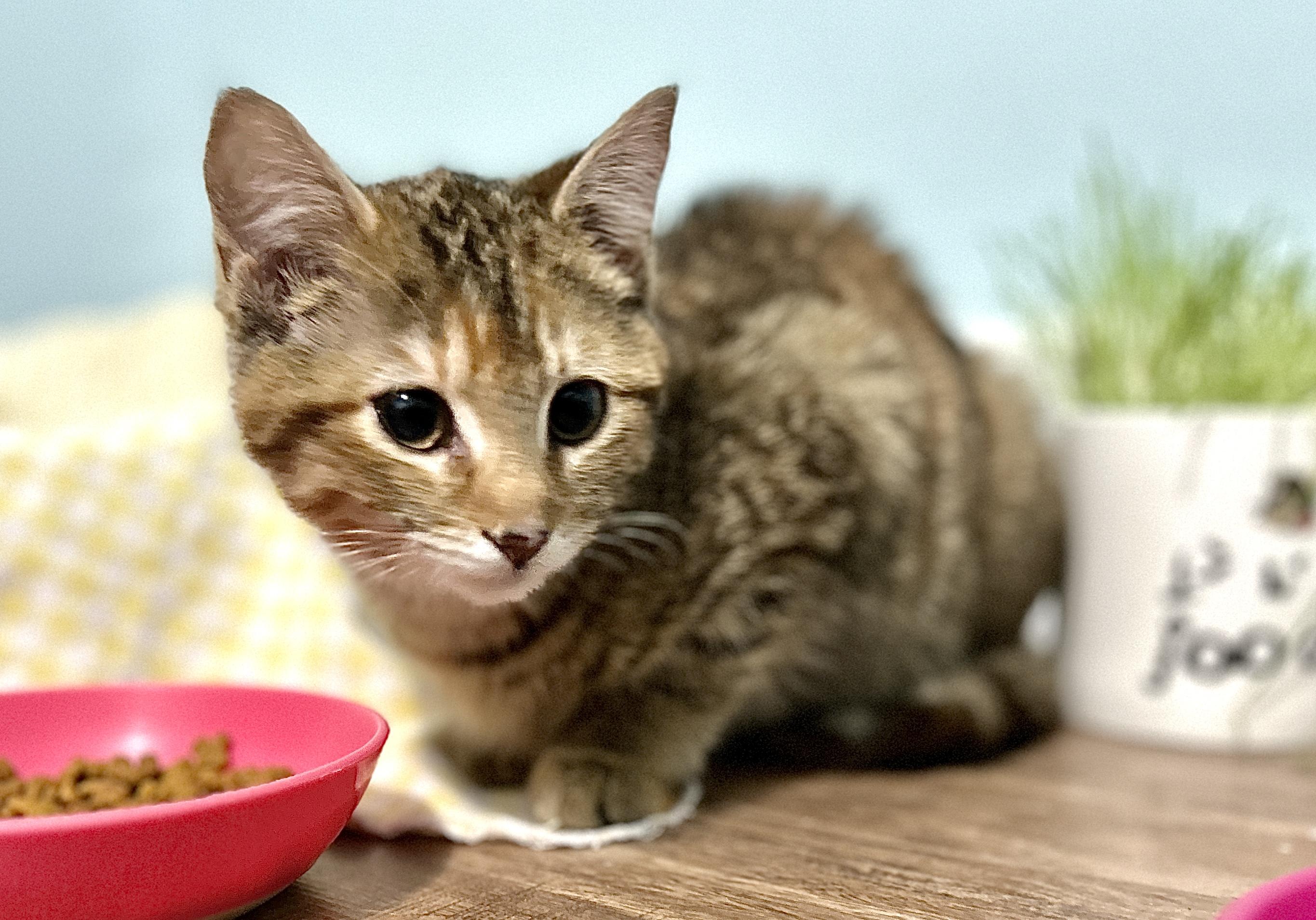 Enlarge Georgie, a ADOPTABLE Domestic Short Hair in Guelph, ON image 4/5