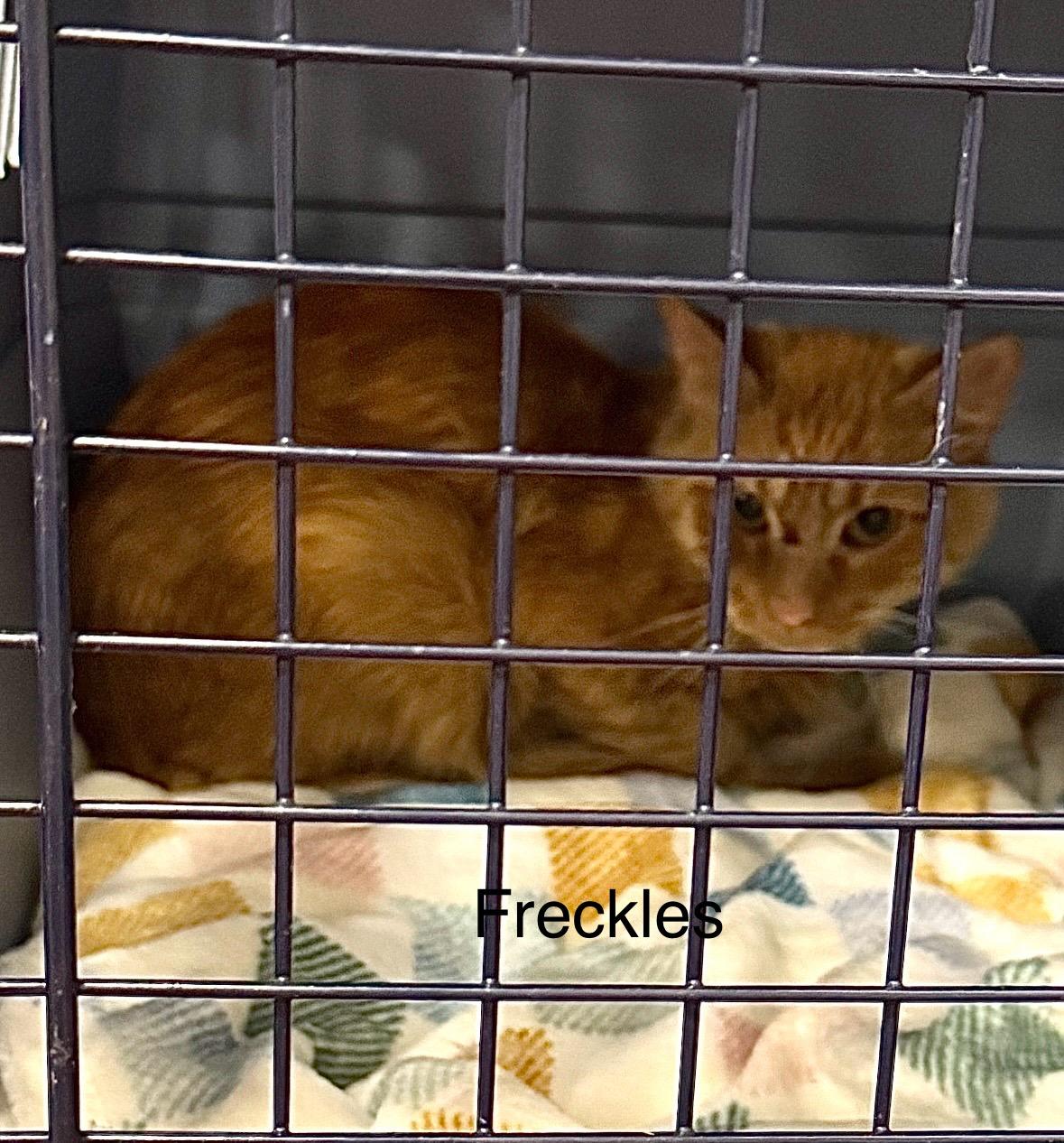 Enlarge Freckles, a ADOPTABLE Domestic Short Hair in Harwinton, CT image 1/1