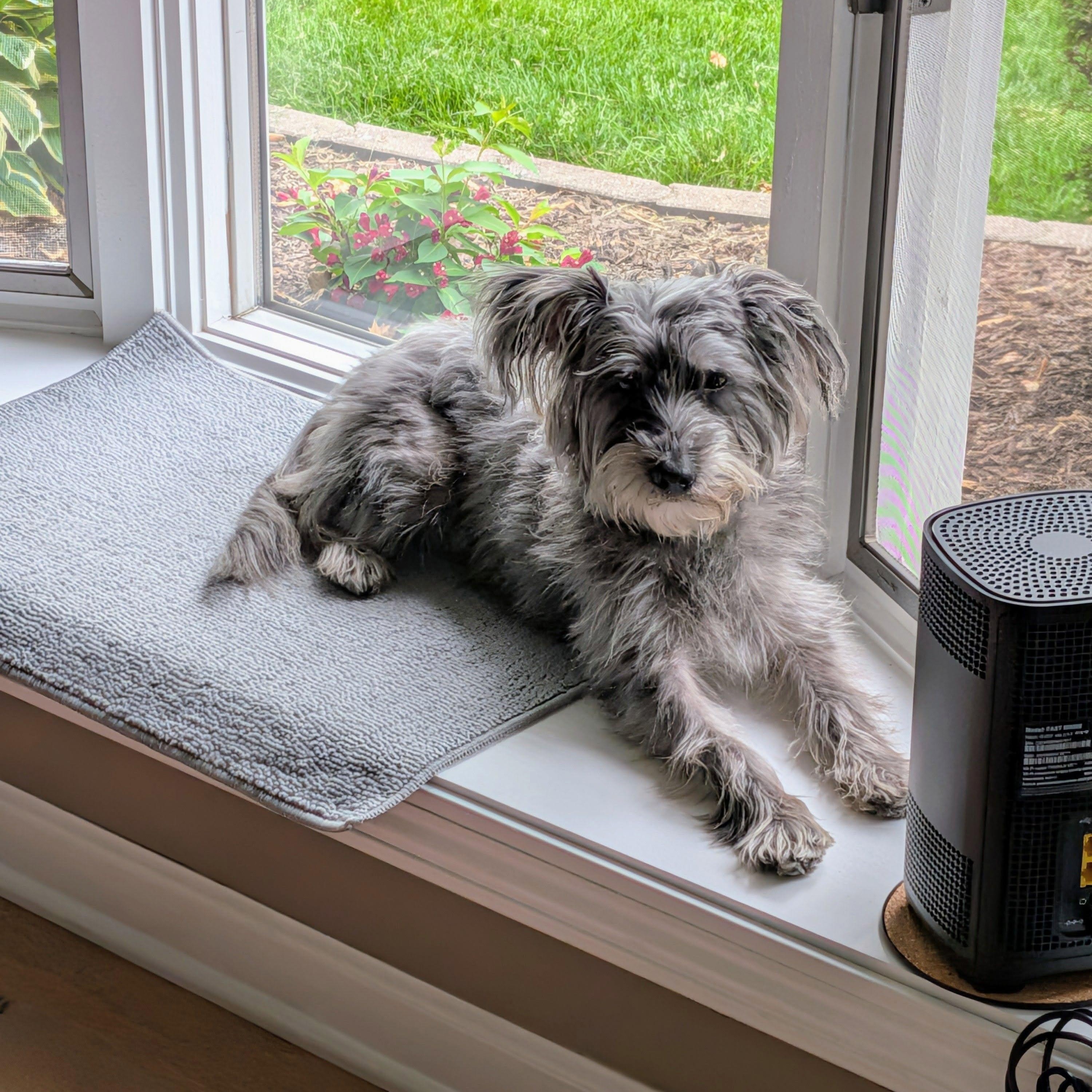 Mochi, a ADOPTABLE Miniature Schnauzer in Homer Glen, IL image 4/6