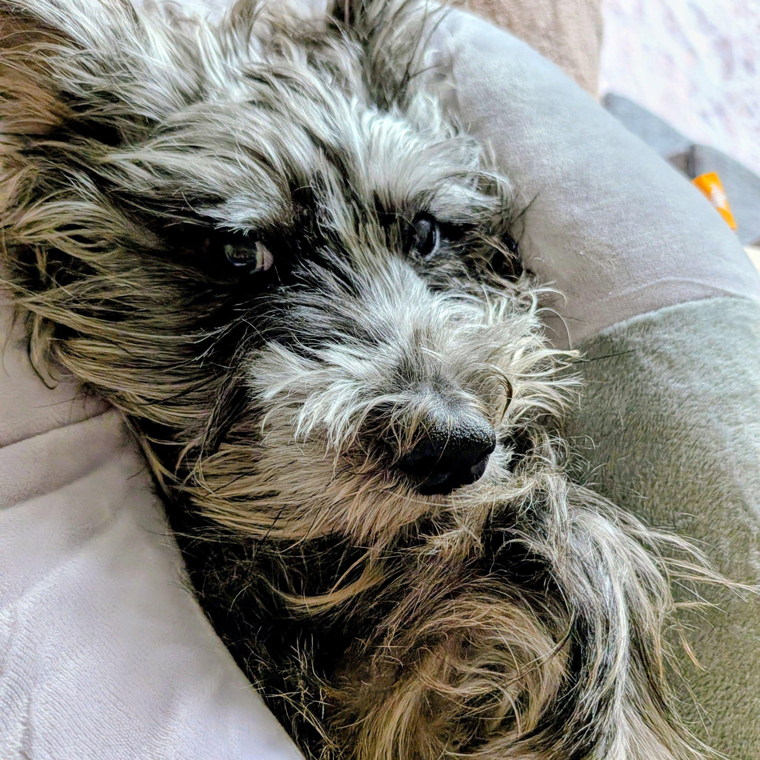 Mochi, a ADOPTABLE Miniature Schnauzer in Homer Glen, IL image 5/6