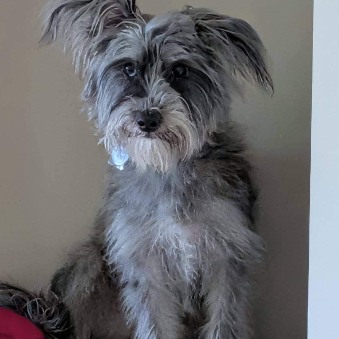 Mochi, ADOPTABLE, Young Male Miniature Schnauzer.