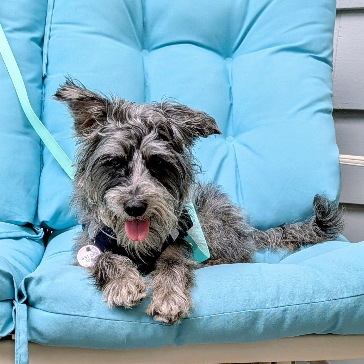 Mochi, a ADOPTABLE Miniature Schnauzer in Homer Glen, IL image 3/6