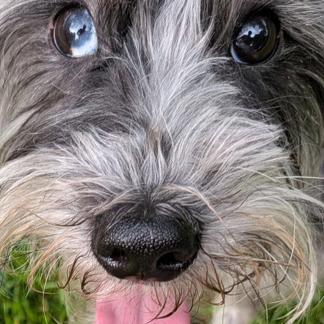 Mochi, a ADOPTABLE Miniature Schnauzer in Homer Glen, IL image 2/6