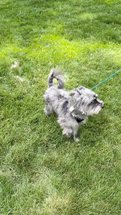 Enlarge Mochi, a ADOPTABLE Miniature Schnauzer in Homer Glen, IL video 6/6
