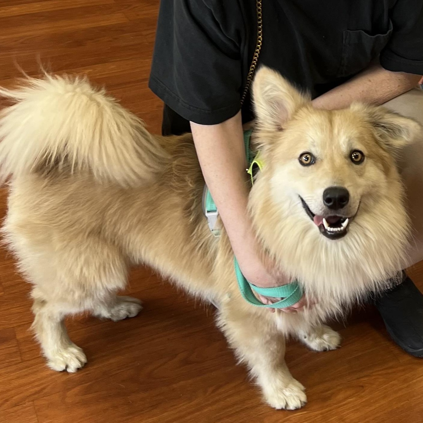 Travis, adoptable, Adult Male American Eskimo Dog.