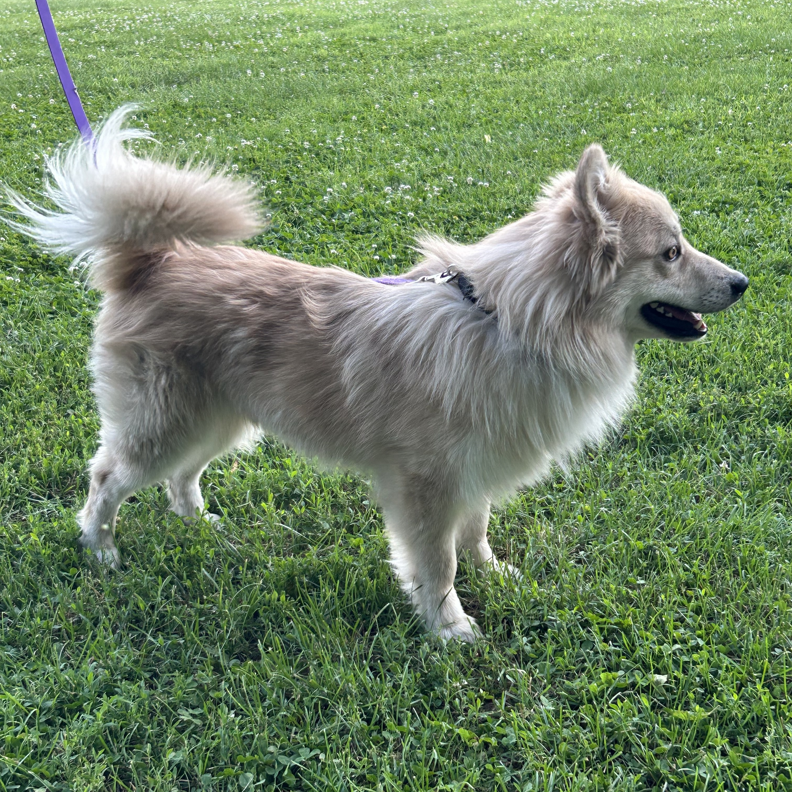 Enlarge Travis, an adoptable mixed breed in West Grove, PA image 1/2