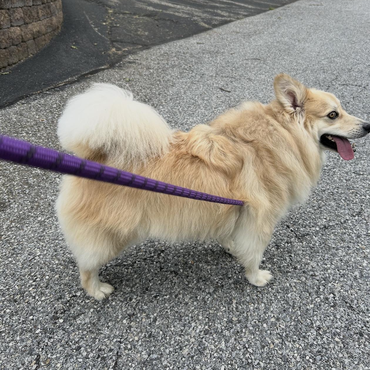 Enlarge Travis, an adoptable mixed breed in West Grove, PA image 2/4