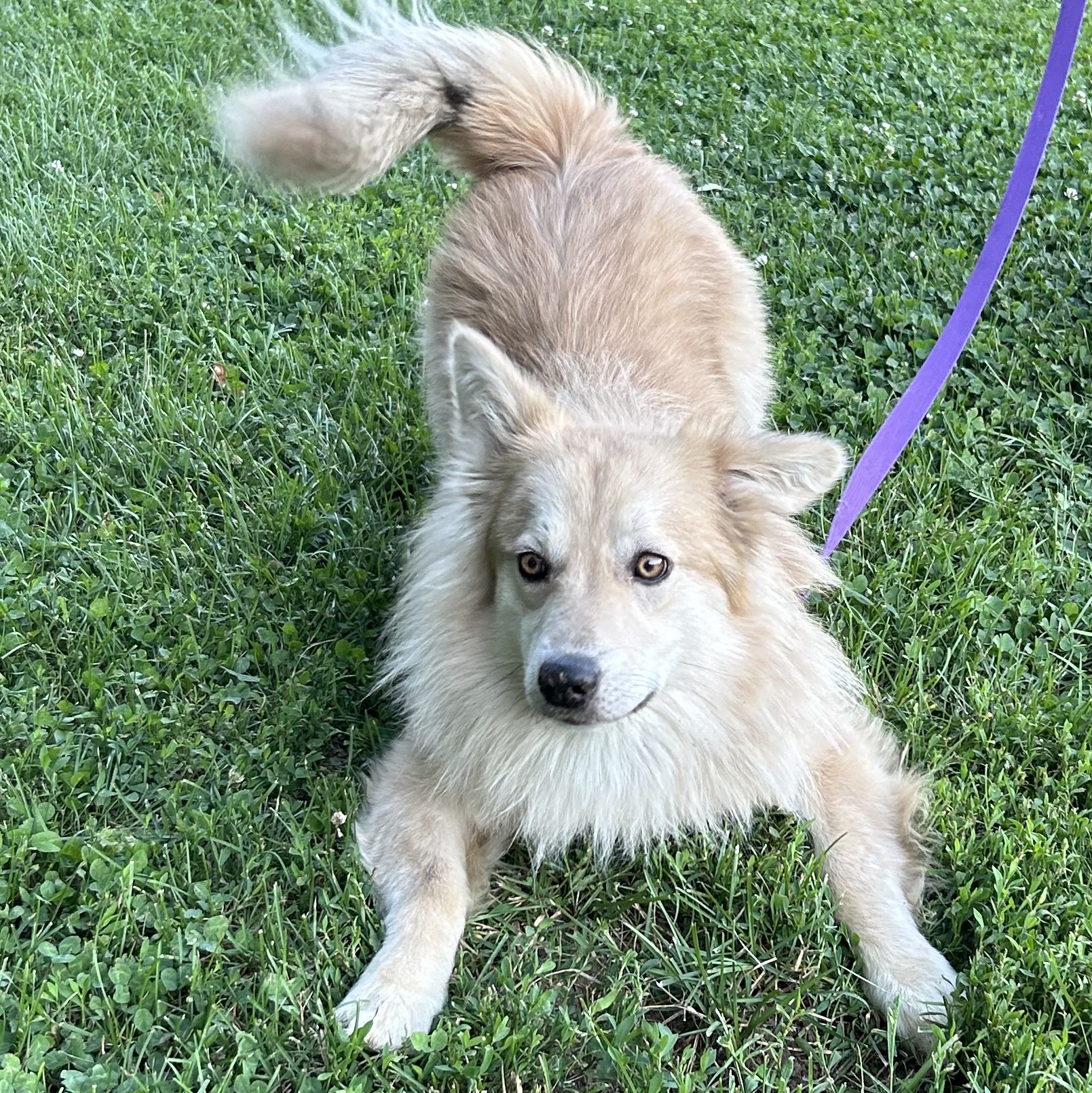 Enlarge Travis, an adoptable mixed breed in West Grove, PA image 2/2