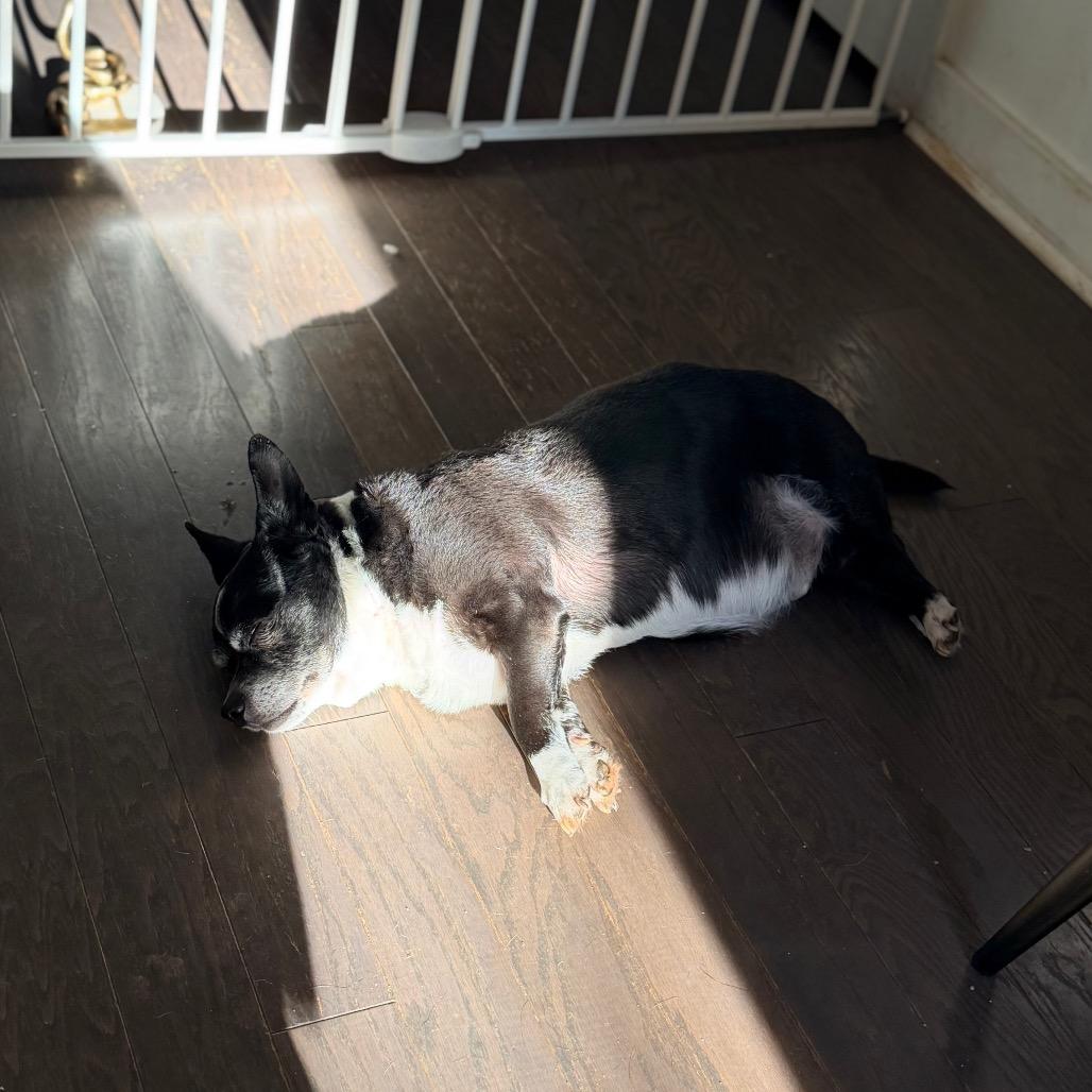 Skippy, Adoptable, Senior Male Chihuahua.