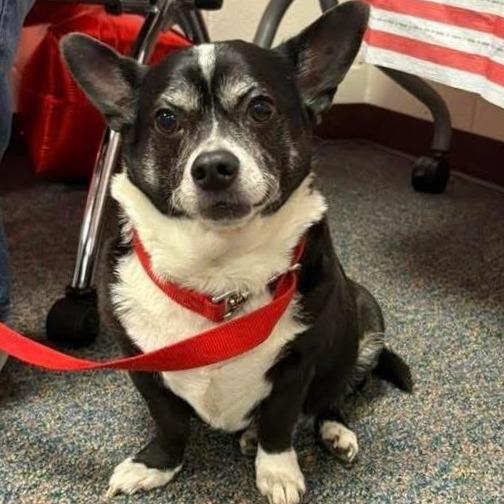 Enlarge Skippy, a Adoptable mixed breed in Durham, NC image 2/6