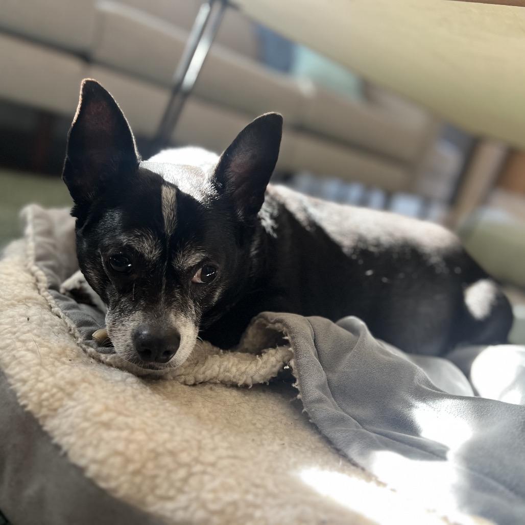 Enlarge Skippy, a Adoptable mixed breed in Durham, NC image 4/6