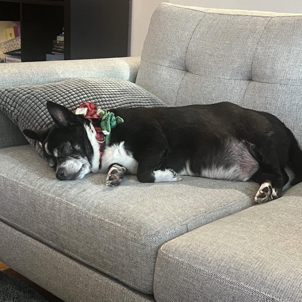 Enlarge Skippy, a Adoptable mixed breed in Durham, NC image 5/6