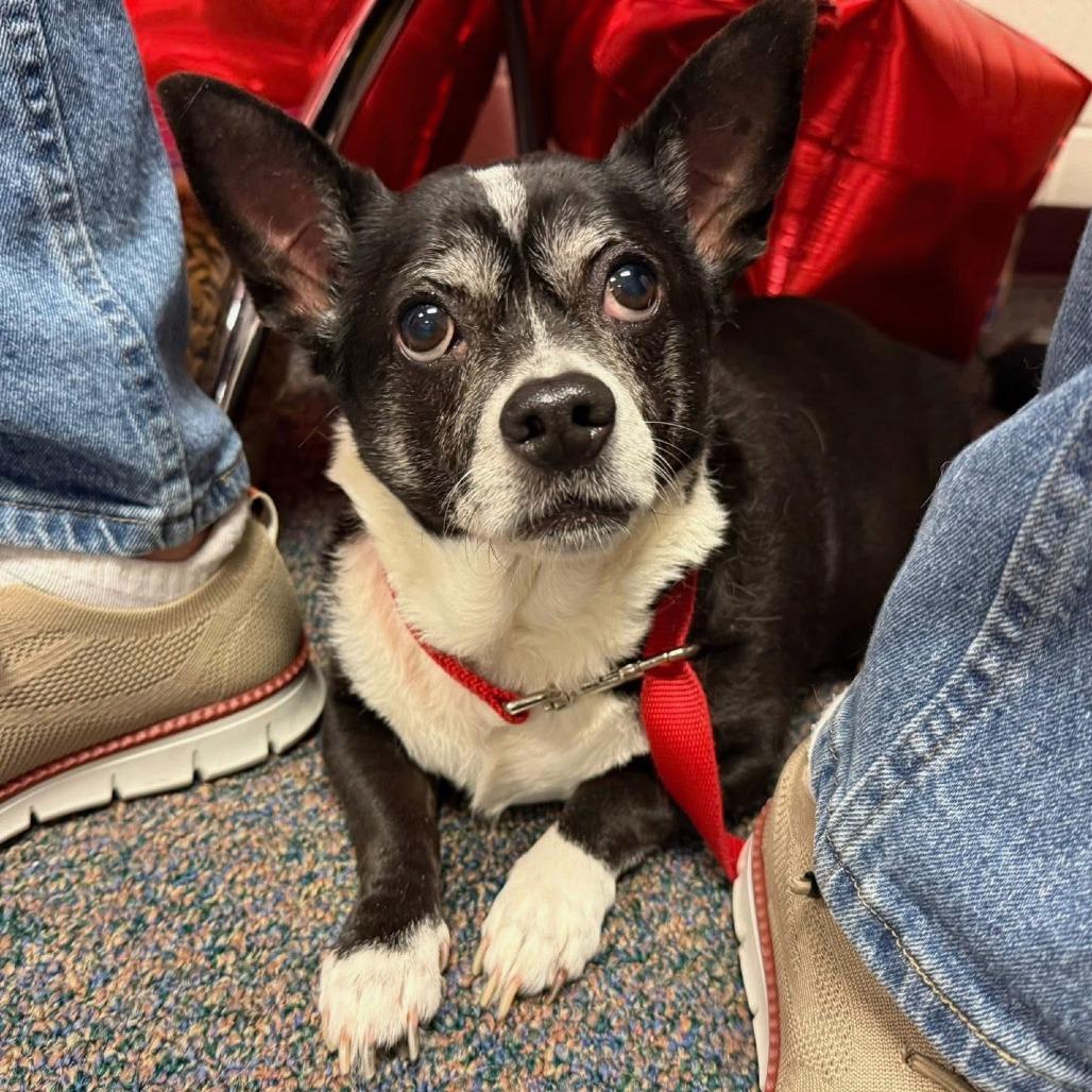 Enlarge Skippy, a Adoptable mixed breed in Durham, NC image 6/6