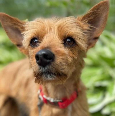 Jax, Adoptable, Young Male Yorkshire Terrier.
