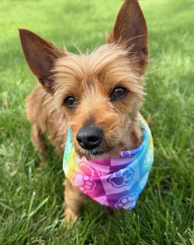 Enlarge Jax, a Adoptable Yorkshire Terrier in Arlington, VA image 2/3