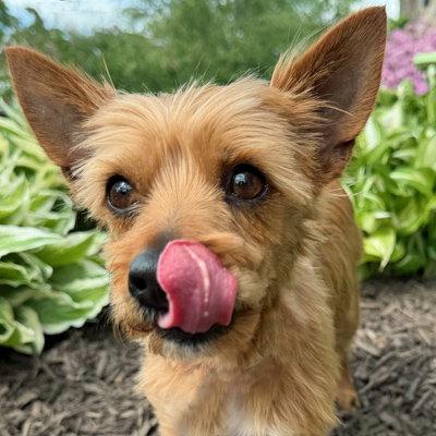 Enlarge Jax, a Adoptable Yorkshire Terrier in Arlington, VA image 3/3