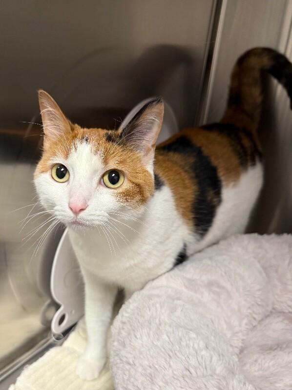 Mia, Adoptable, Adult Female Domestic Short Hair.