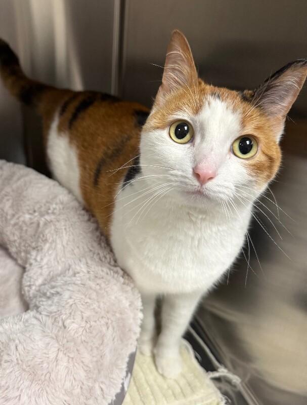 Mia, a Adoptable Domestic Short Hair in Yankton, SD image 2/3