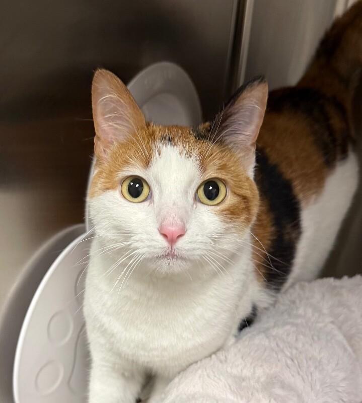 Mia, a Adoptable Domestic Short Hair in Yankton, SD image 3/3