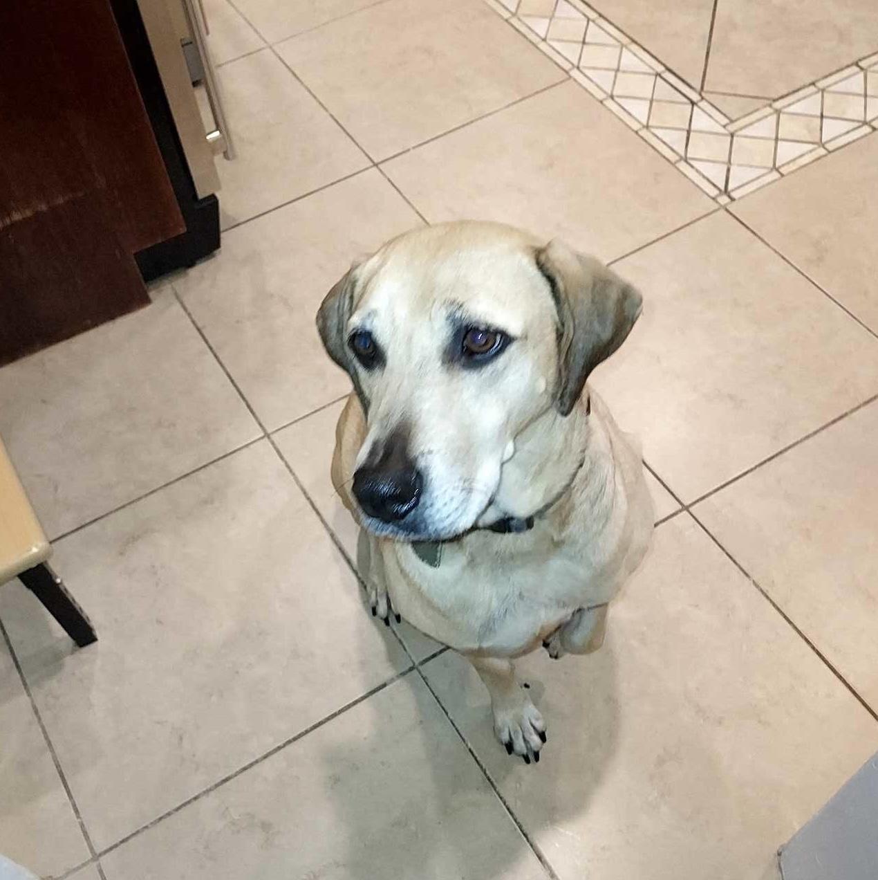 Henry, Adoptable, Adult Male Hound.