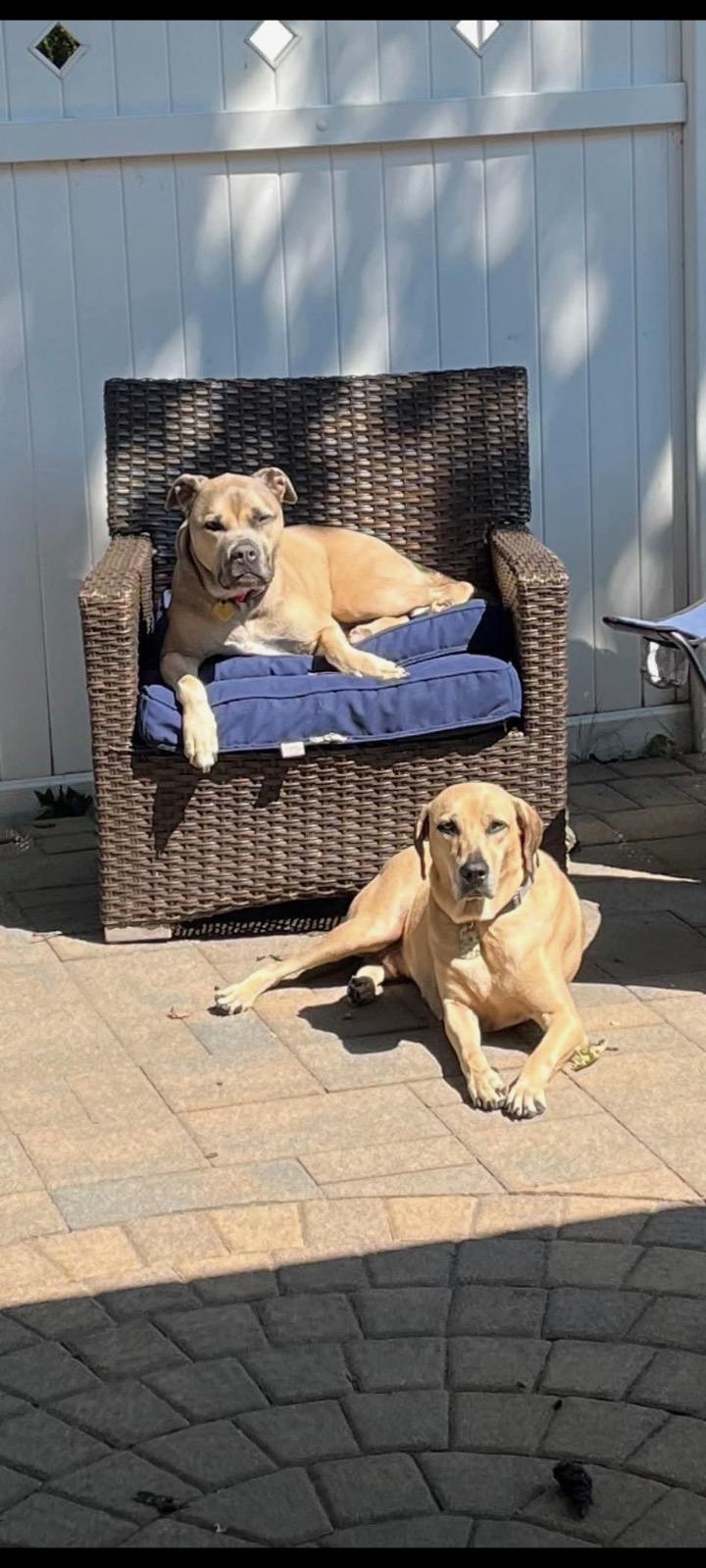 Henry, a Adoptable mixed breed in Baldwin, NY image 2/4