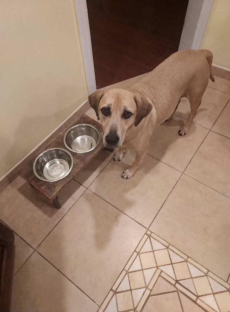 Henry, a Adoptable mixed breed in Baldwin, NY image 3/4