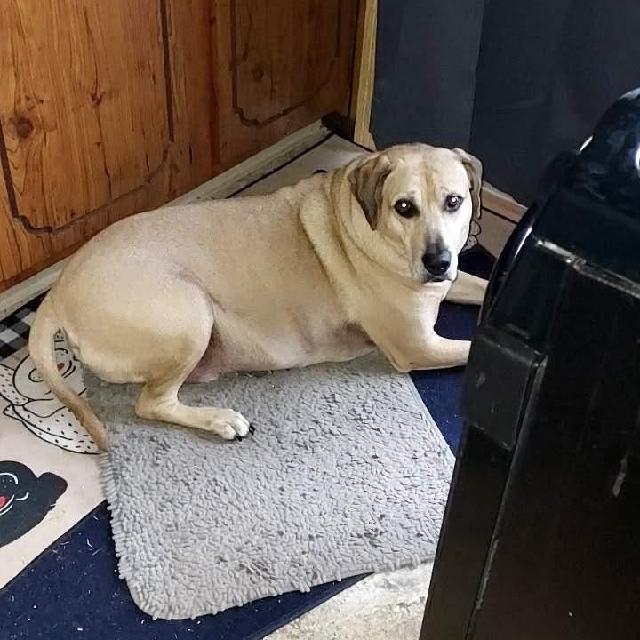 Henry, a Adoptable mixed breed in Freeport, NY image 3/3