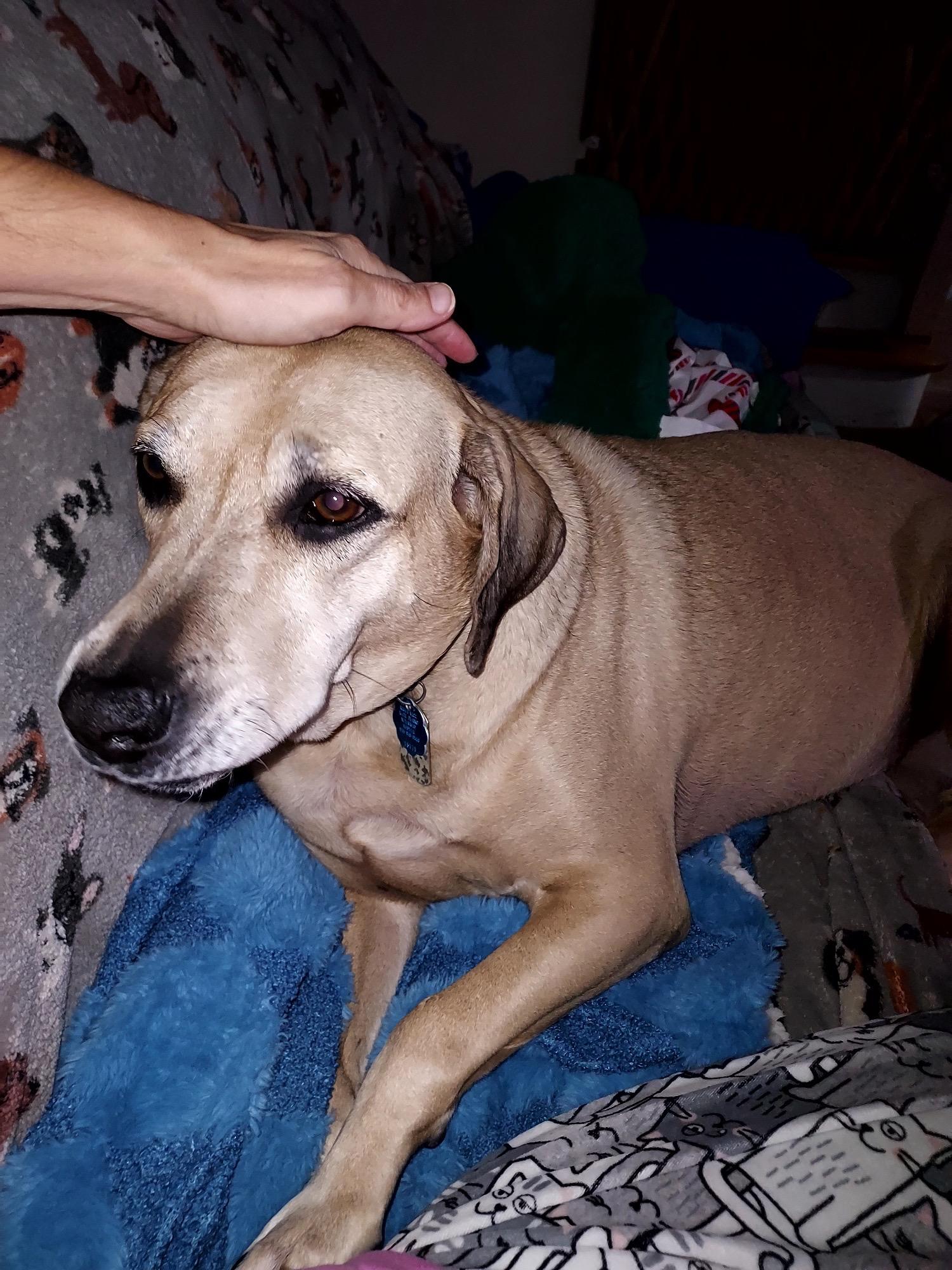 Henry, a Adoptable mixed breed in Freeport, NY image 2/3