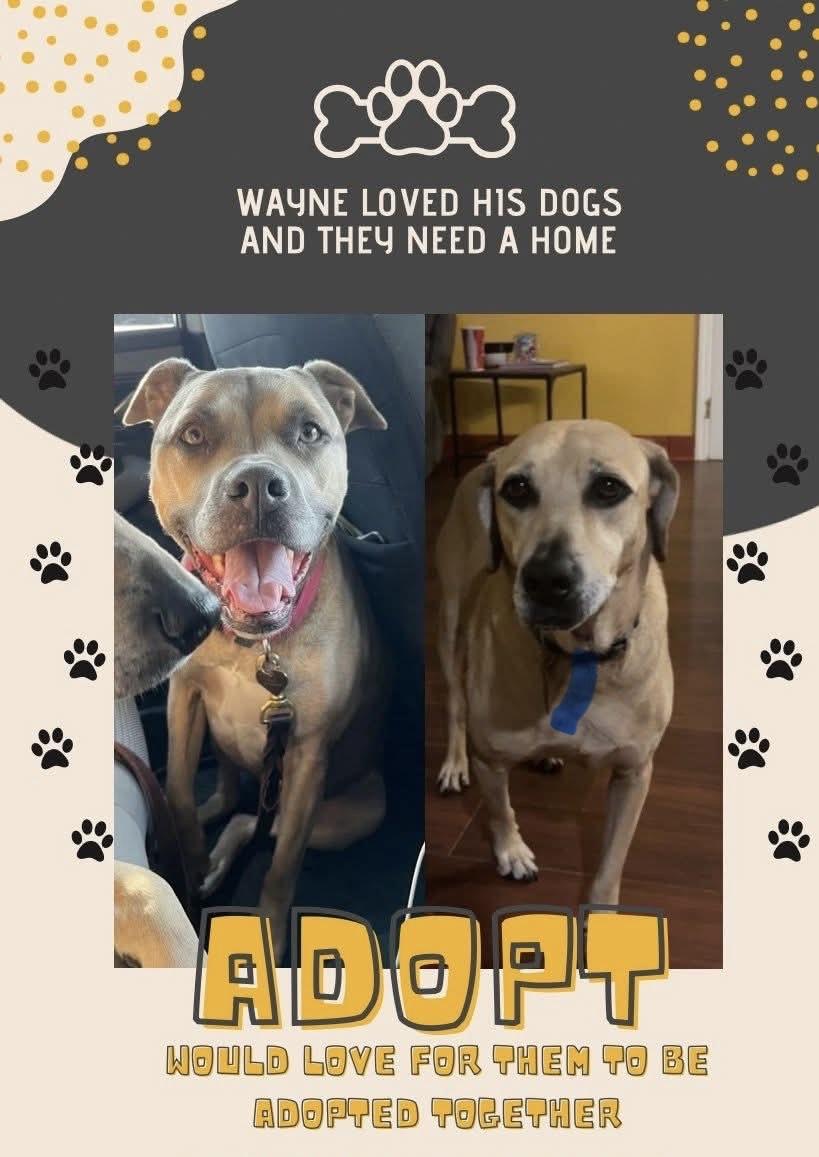 Henry, a Adoptable mixed breed in Baldwin, NY image 4/4