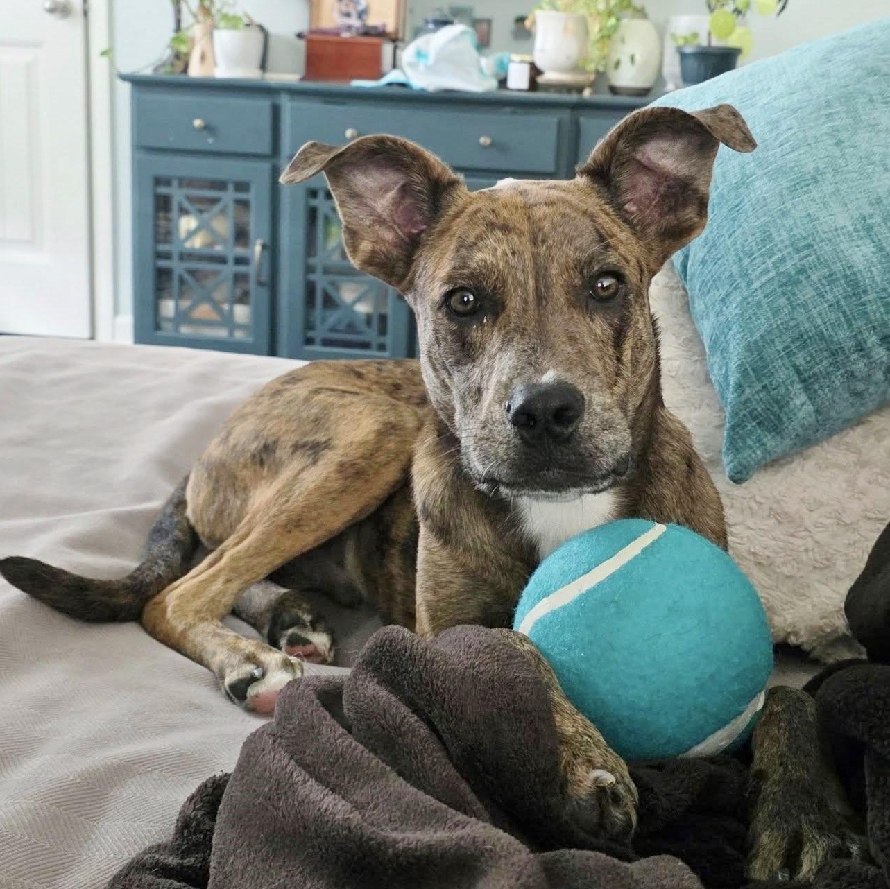Enlarge Asta, a Adoptable mixed breed in Helena, AL image 3/4