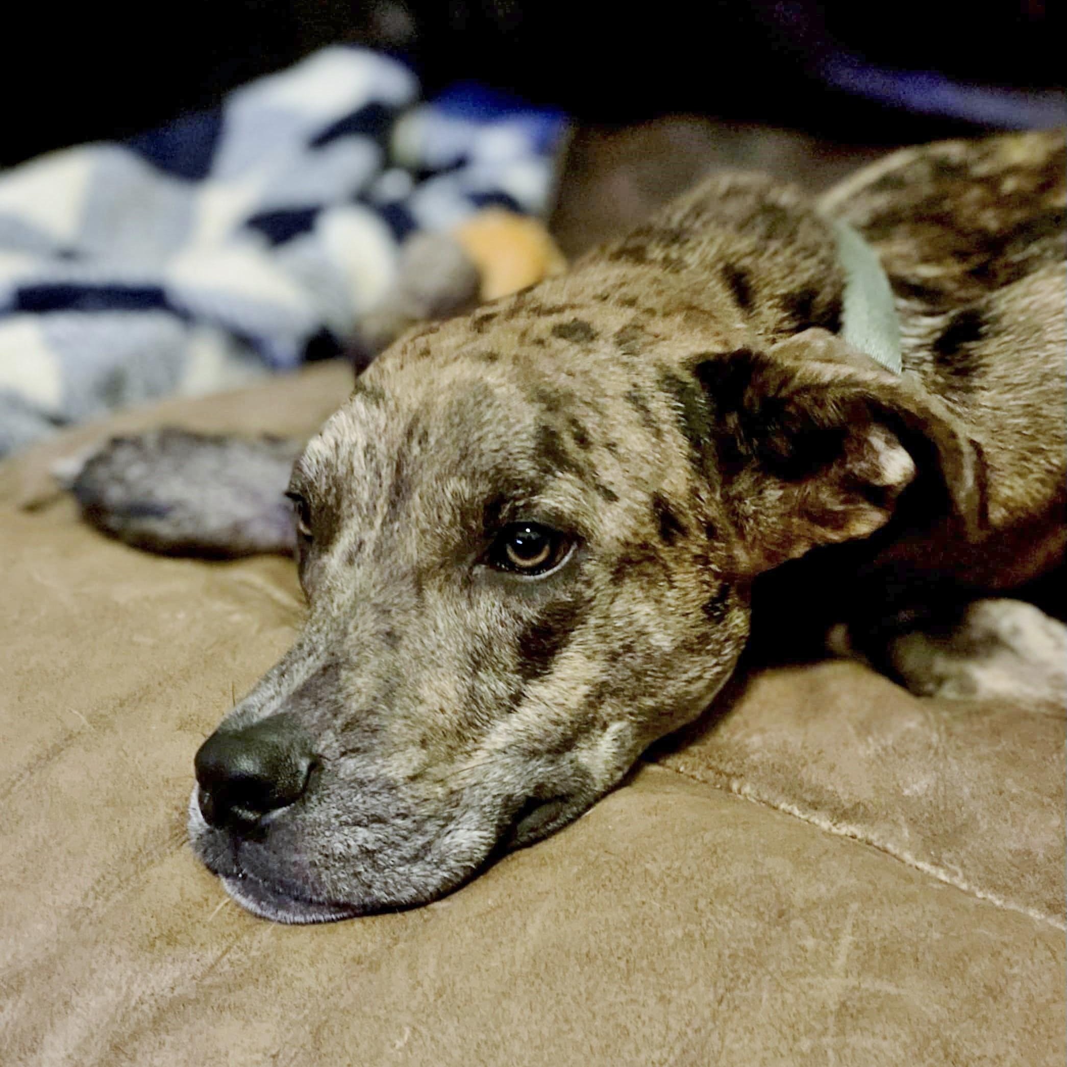 Enlarge Asta, a Adoptable mixed breed in Helena, AL image 4/4