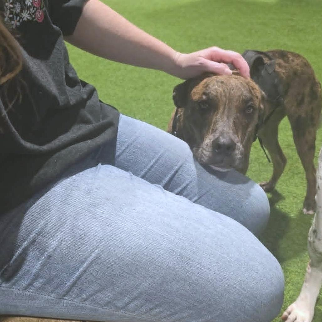Enlarge Asta, a Adoptable mixed breed in Helena, AL image 5/6