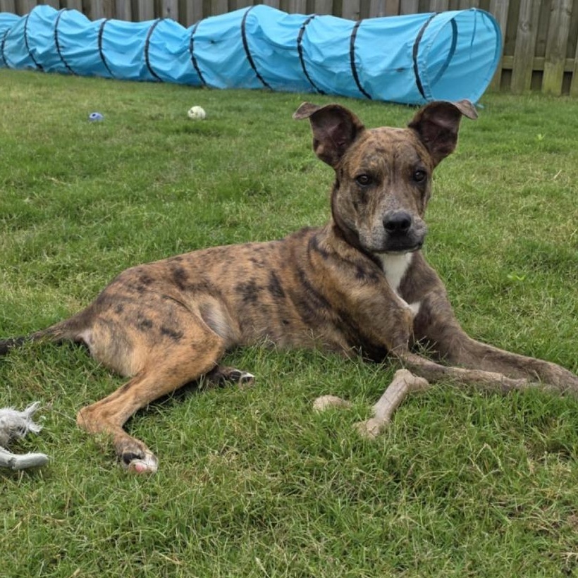 Enlarge Asta, a Adoptable mixed breed in Helena, AL image 2/4