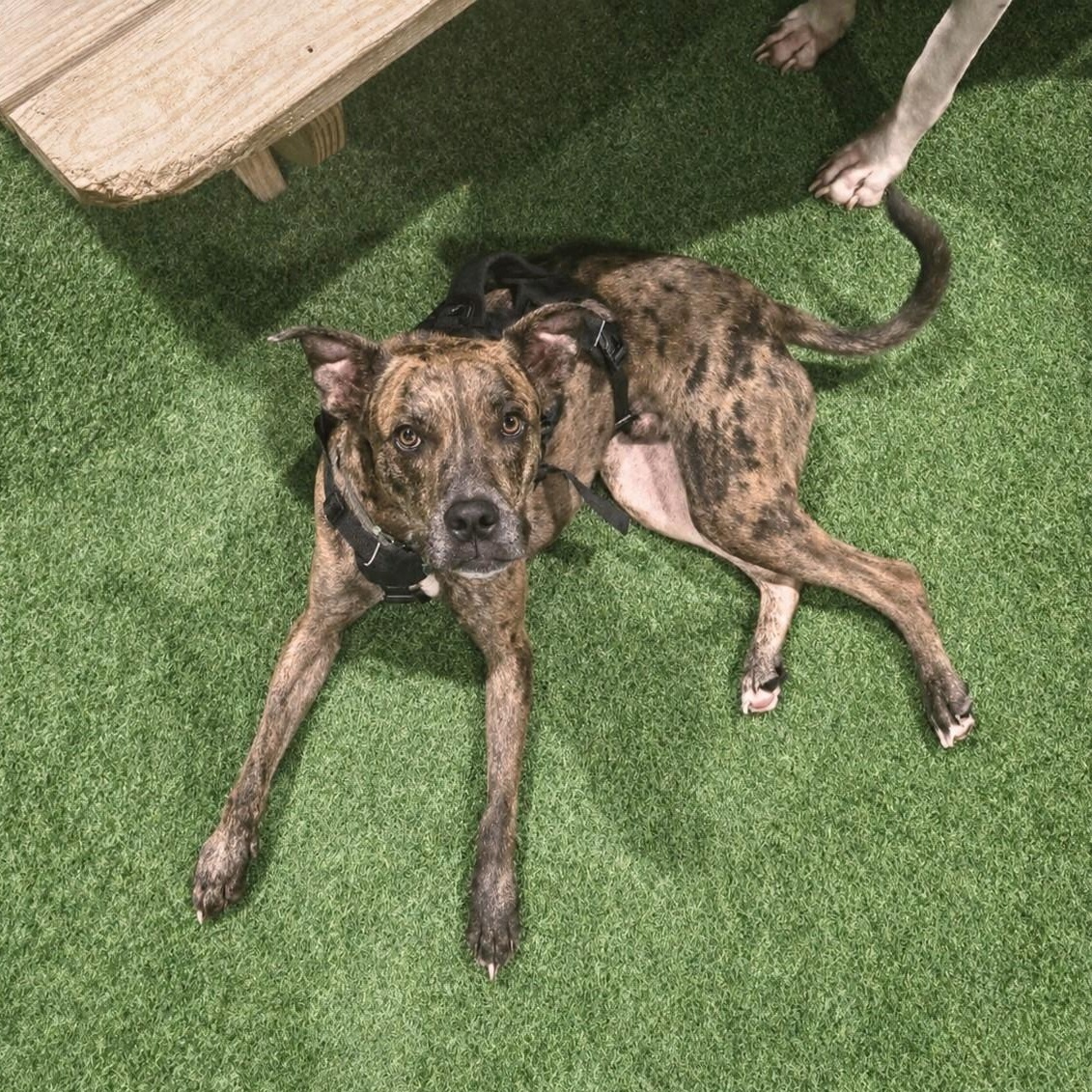 Enlarge Asta, a Adoptable mixed breed in Helena, AL image 4/6