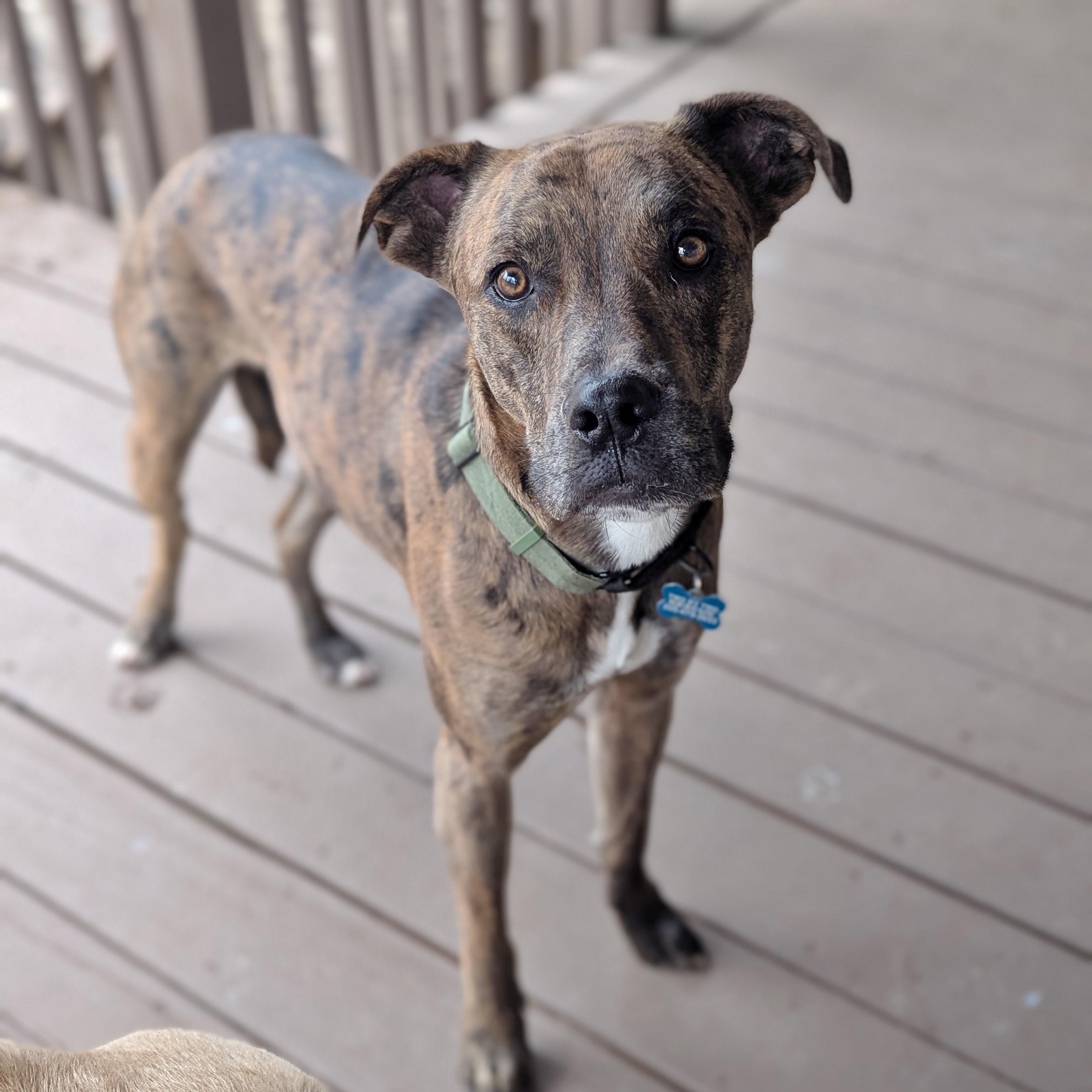 Asta, Adoptable, Young Male Great Dane & Catahoula Leopard Dog.