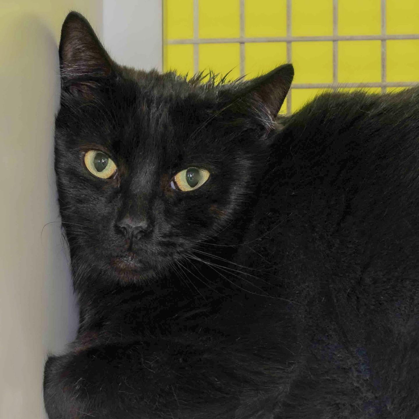 Enlarge Bug, a Adoptable Domestic Short Hair in Wilmington, NC image 1/1