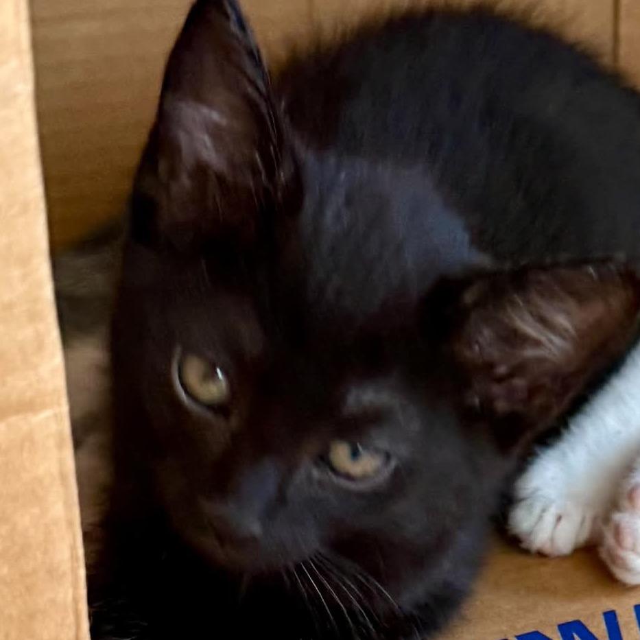 Enlarge Pumpernickel, a Adoptable Domestic Short Hair in Marion, IL image 1/1