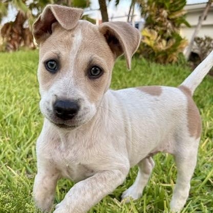 Kenalee, an adopted mixed breed in Palm Harbor, FL image 1/2