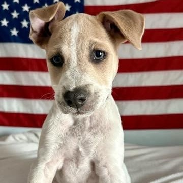 Kenalee, an adopted mixed breed in Palm Harbor, FL image 2/2