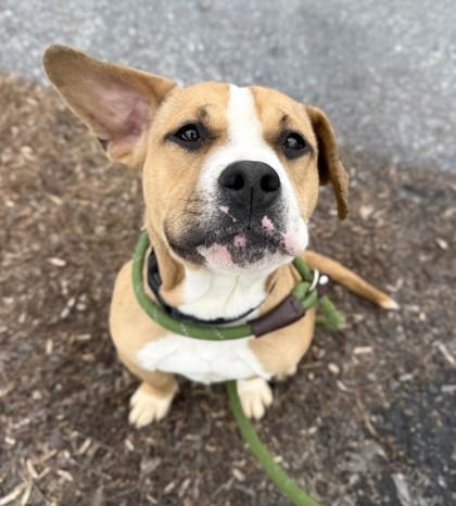 Enlarge Cheddar, an adopted mixed breed in Lancaster, PA image 2/3
