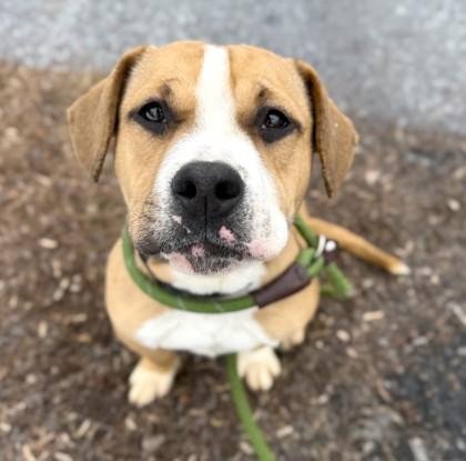 Enlarge Cheddar, an adopted mixed breed in Lancaster, PA image 3/3