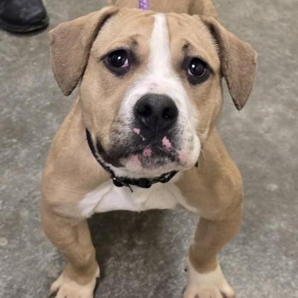 Enlarge Cheddar, an adopted mixed breed in Lancaster, PA image 1/3