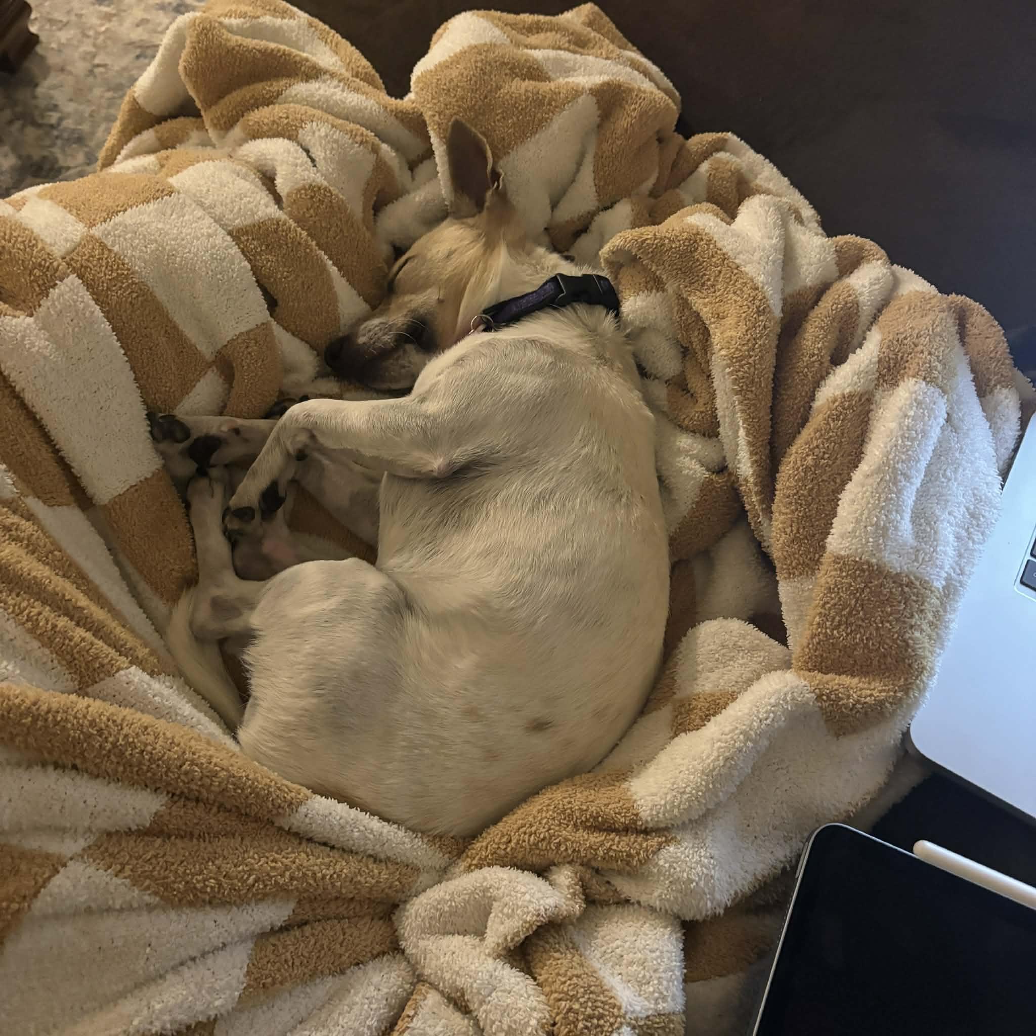 Enlarge Benny, a ADOPTABLE mixed breed in Boulder, CO image 3/6