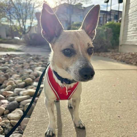 Enlarge Benny, a ADOPTABLE mixed breed in Boulder, CO image 2/6