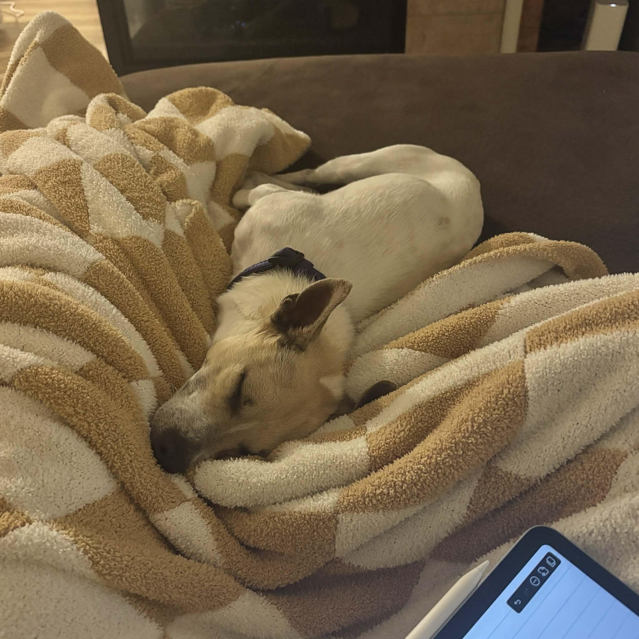 Enlarge Benny, a ADOPTABLE mixed breed in Boulder, CO image 4/6