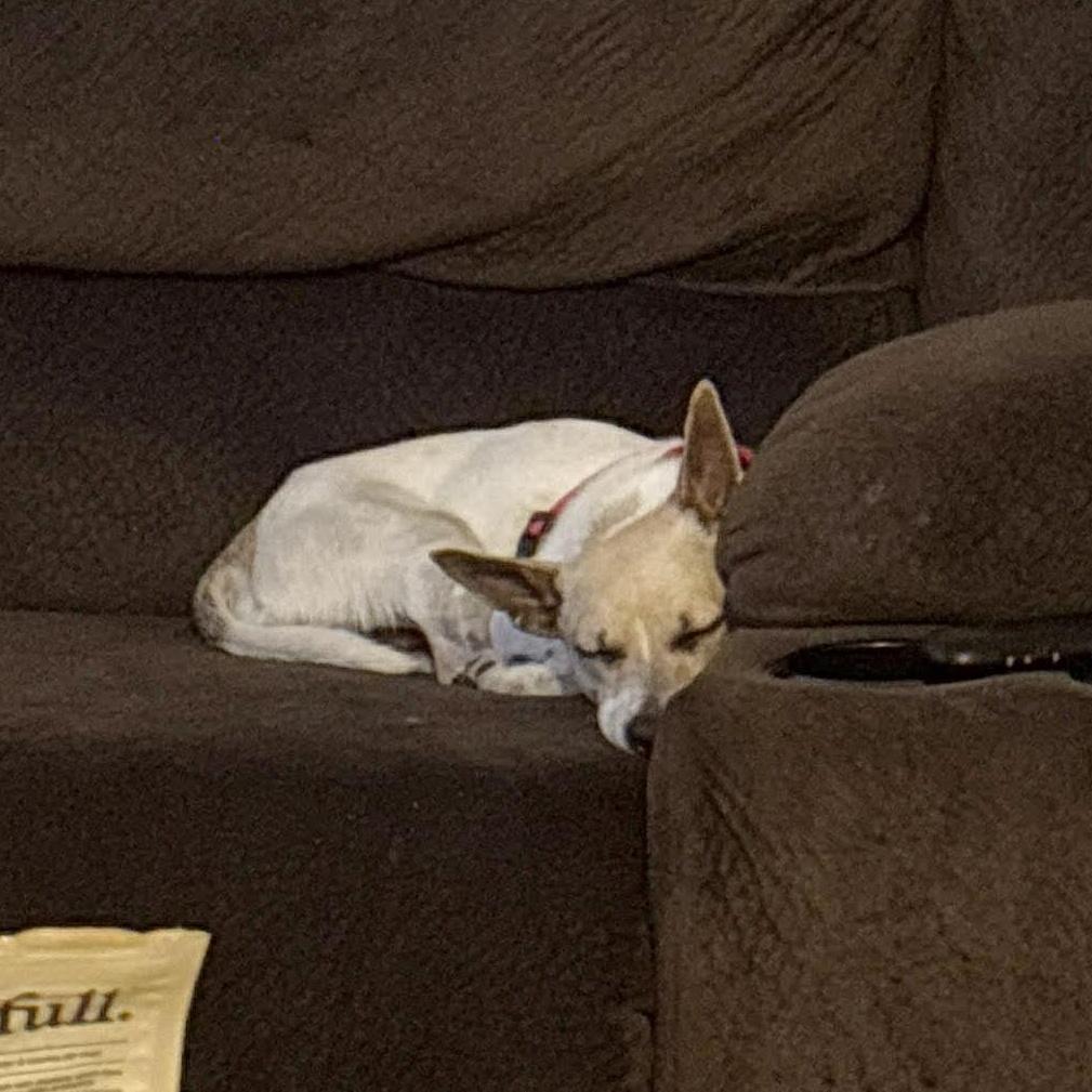 Enlarge Benny, a ADOPTABLE mixed breed in Boulder, CO image 5/6