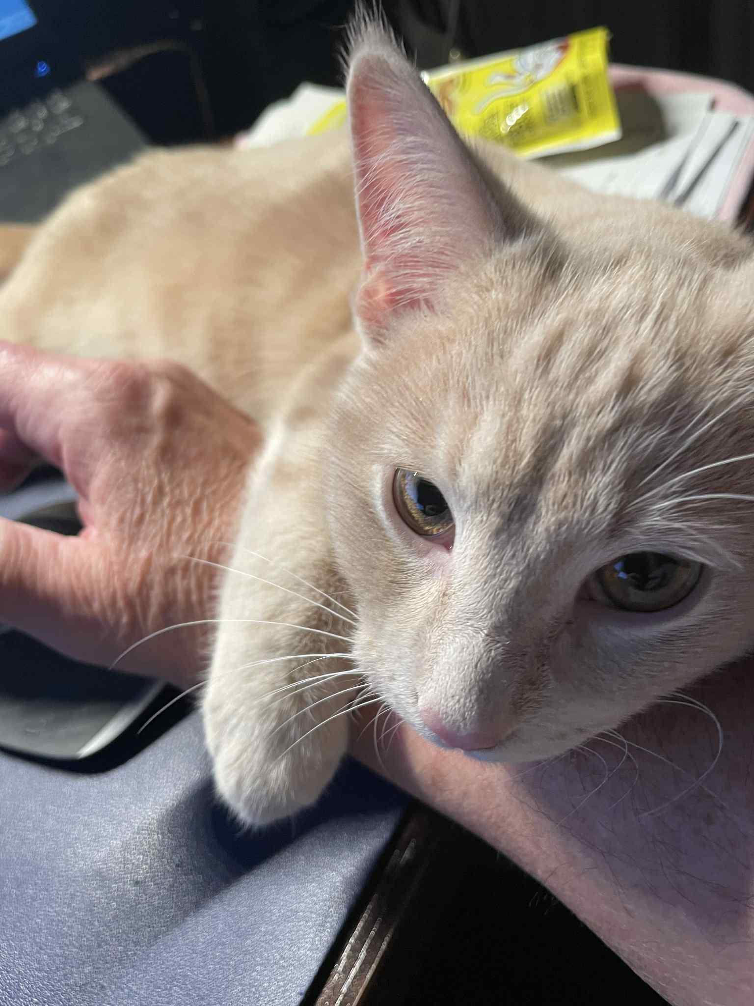 Casper, a Adoptable Domestic Short Hair in Orleans, ON image 1/3