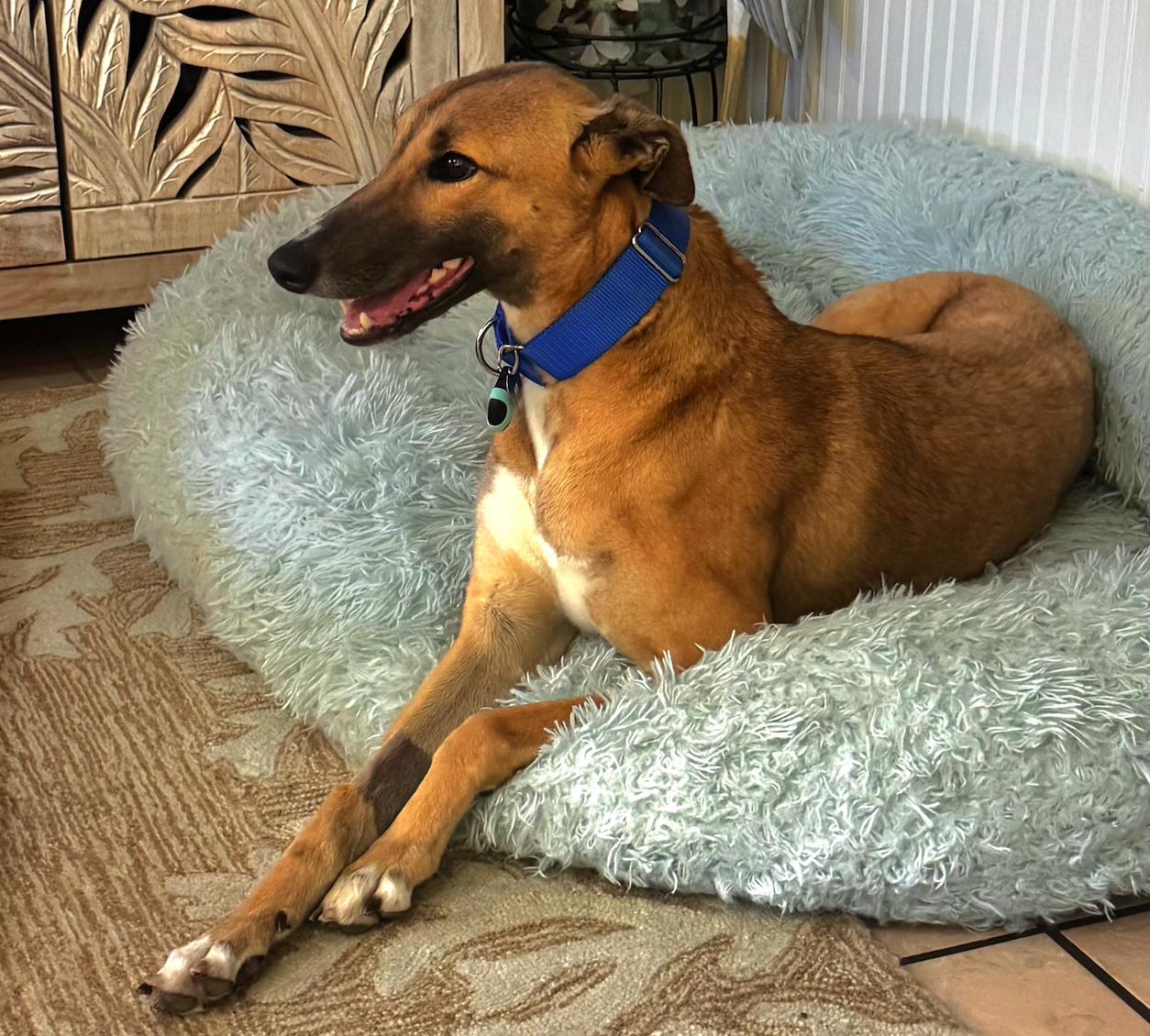 Dancin Margot (Margot), Adoptable, Adult Female Greyhound.