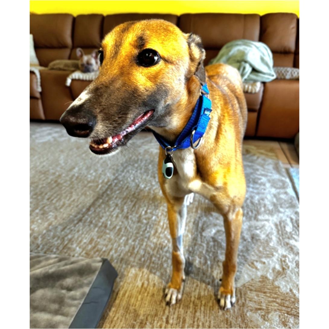 Enlarge Dancin Margot (Margot), a Adoptable Greyhound in Tarpon Springs, FL image 2/6